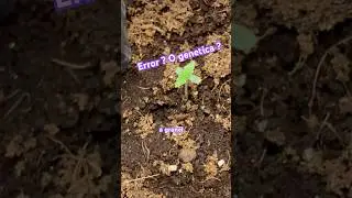 &iquest;Semillas de banco o semillas a granel ?&iquest;error o genetica ? #plants #shortsfeed #curiosidades #grow