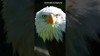 INCR&Iacute;VEL! Canto da &Aacute;GUIA Linda Ave de rapina da fam&iacute;lia Accipitridae.