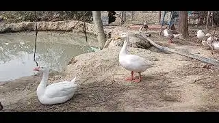 Free Range Farming Rajhansh Duck Hen Rabbit #Farming​​​ #naturalfarming​​​ #birds​​​ #cute​​​ 