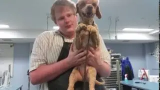 Matthew from Pets R Best Dog Grooming