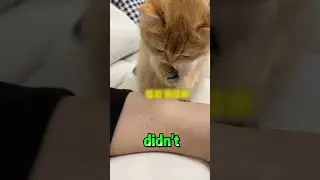 Sneaky Cat Gets Caught by Owner 🕵️🐱 #shorts