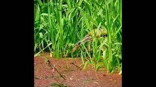 Pollywog Eating Lesson by American Bittern
