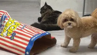 Maltipoo vs. the Popcorn Bag Challenge