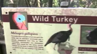 Fat White Lando - Wild Turkeys