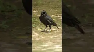 Indian Jungle Crow ! Large-billed Crow Sound. Asking me to give him more food. #Shorts