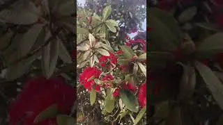 #himalayanflowers#naturelovers