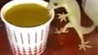 Lizard drinking tea