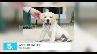 Top 10 Most Expensive Dogs In The World 2018 15 Largest dog and bear dog species