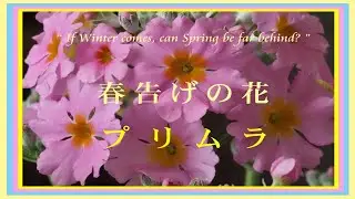 春を告げる花＿プリムラ