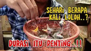 DURASI MELOLOH ANAKAN BURUNG