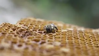Climate change hits Nepal's hallucinogenic honey hunters | AFP