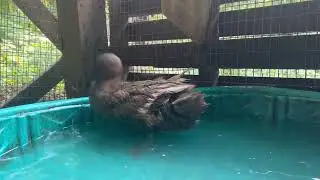 Solana the Golden 300 Hybrid Layer Duck - Enjoying a Bath Session - August 7, 2022