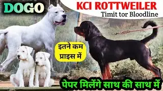 Kci 🔥 Timit tor Bloodline Rottweiler semi adult dog | DOGO ARGENTINO PUPPIES IN LOW PRICE