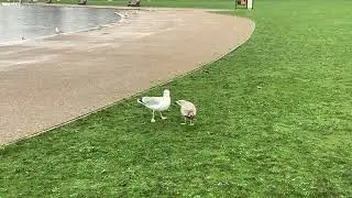 &ldquo;Young herring gull begs, but the parent ignores it and shoos off a carrion crow (Part 1) 🐦🌧️&rdquo;