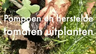 Ini's Moestuin #191  Pompoenen en herstelde tomaten planten, roest in tuinbonen, artisjokken oogsten