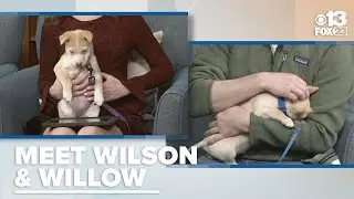 Meet Wilson & Willow: These adorable pups are ready for their fur-ever homes