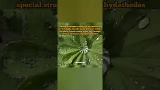 Do you know about Guttation? #guttation #hydathodes #transpiration #plants #leaves