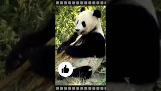 Панда-соня. Sleepy panda. Little story. Amazing animals.