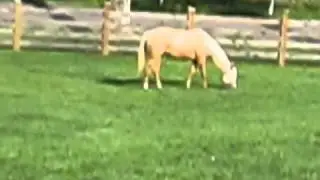 Heaton Farm Front Yard