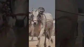 #Ongole bulls #power