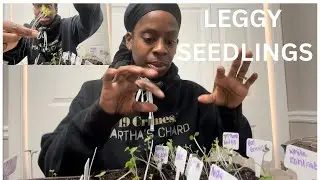 Leggy seedlings| my GARDENING EXPERIENCE | REAL LIFE GARDENING JOURNEY 