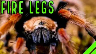 Мексиканская огненная ножка (Brachypelma boehmei) Тарантул Уход и животноводство