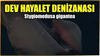 Документальный фильм &laquo;Таинственный мир Stygiomedusa gigantea, гигантской призрачной медузы глубин&raquo;