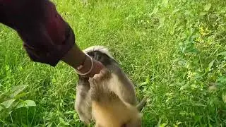 Natural Love Moment | Monkey&rsquo;s Sweet Biscuit Bond in Nature