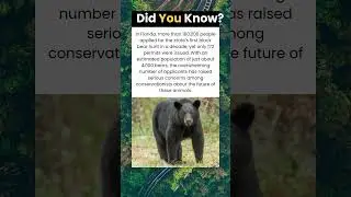 Black Bear Population vs. Record-Breaking Hunter Demand