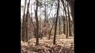 Ghost in a Forest in Eastern Europe - VERY SCARY