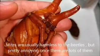 Hercules Beetle Pupae: Removing mites on beetle pupae