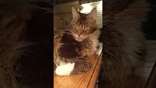 Всё Серьёзно🦁👑🔥 #подпишись #cat #cats #catvideos #catshorts #catvideo #catlife #catholic #catmemes