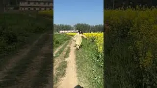 My DDLJ Moment | Sarson Ke Khet | Punjab Village | Pindlife #sarsonkekhet #punjab #ytshorts  #ddlj