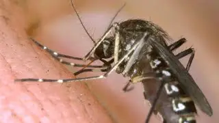 Philippines declares a national dengue epidemic