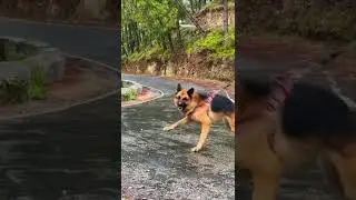 Great fight between Labrador and shepherd