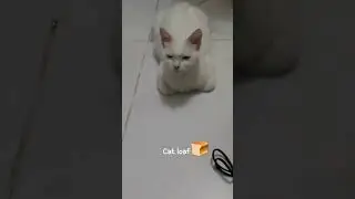 Facts about Cat Loaf 🍞 #shorts #facts #cats #viral #trending