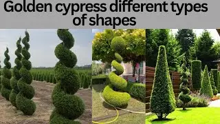 Golden cypress different shapes|| wholesale plants nursery in Saharanpur #gardening
