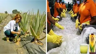 Incredible factory production of aloe vera gel juice drink - The world's biggest aloe vera farm.