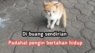 Rescue anak kucing yg hidup sendirian