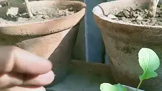 # (part 2)Mooli growing, tips @GardeningTips with Shabir