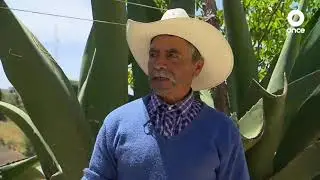 D Todo - Pulque: Bebida prehispánica (27/04/2022)
