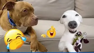 New Funny Animals 🐶 Funniest Cats and Dogs 2026 🤣 😼 #funnycats #funnydogs #animals