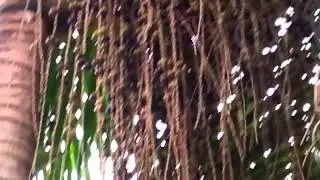Tucani&ccedil;o ou tucano roncado