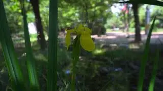 Sony ZV-E10  HLG3 | BT.2020  Picture Profile Test Video(No Color Grading)
