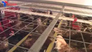 Tecno's APPROVED Enriched Colony Egg Laying Chicken House