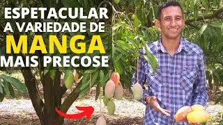 MANGA ESPADA VERMELHA!!VOCÊ CONHECE ESSA VARIEDADE DE MANGA?