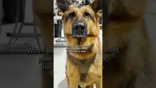 How a Police Dog Looks in Custom-Fit Dog Body Armor | K9 Storm Inc.