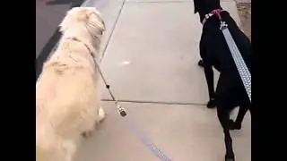 Blue & Luna
