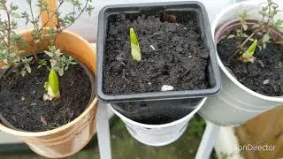 Grow bulb dahlias in einter