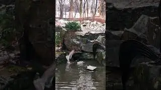 Зима, качки плавають в озері. Релакс. #relaxing #music #piano
